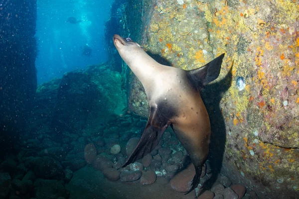 Щенок морской лев под водой смотрит на тебя — стоковое фото