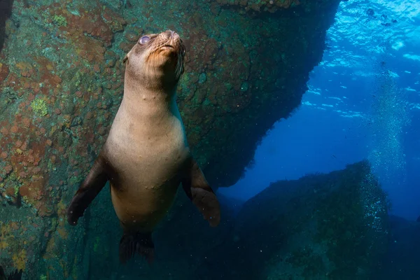 Lion de mer chiot sous l'eau vous regardant — Photo