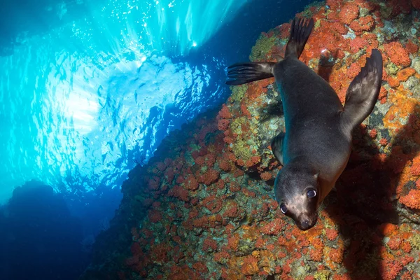 Cachorro león marino bajo el agua mirándote — Foto de Stock