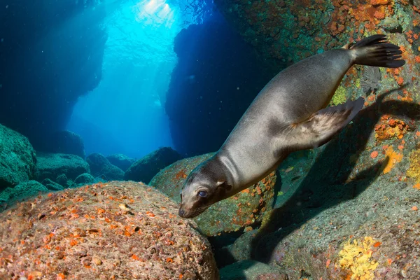 Welpe Seelöwe unter Wasser schaut dich an — Stockfoto