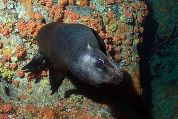 Cachorro león marino bajo el agua mirándote —  Fotos de Stock