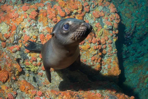 Cucciolo leone marino sott'acqua che ti guarda — Foto Stock