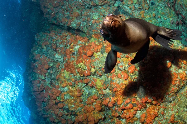 Welpe Seelöwe unter Wasser schaut dich an — Stockfoto