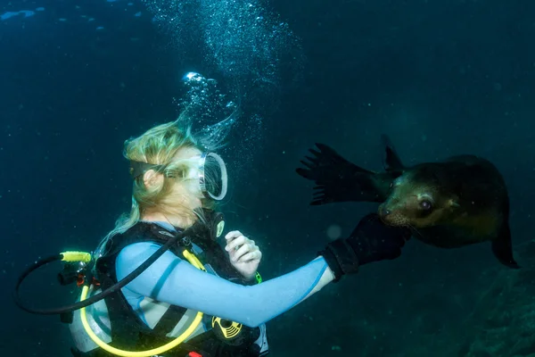 바다 사자와 함께 재생 하는 아름 다운 금발 — 스톡 사진