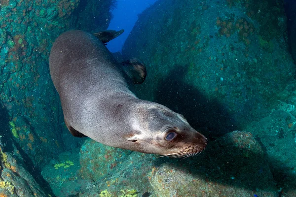 Welpe Seelöwe unter Wasser schaut dich an — Stockfoto