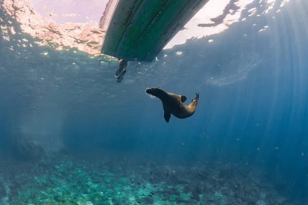 Welpe Seelöwe unter einem Boot — Stockfoto