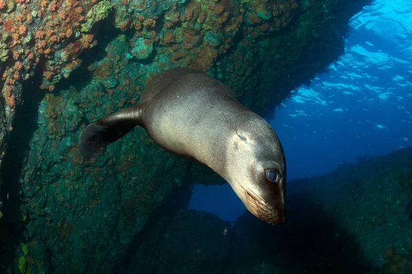 Welpe Seelöwe unter Wasser schaut dich an — Stockfoto