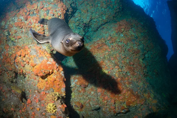 Puppy zeeleeuw onderwater op zoek naar jou — Stockfoto