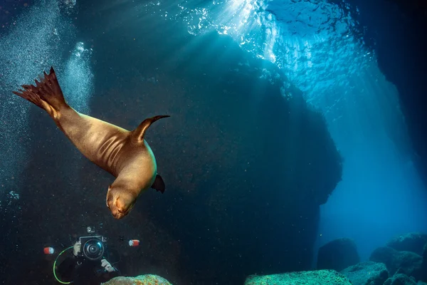 Welpe Seelöwe unter Wasser schaut dich an — Stockfoto