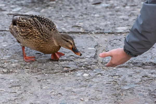Дика качка харчується людською рукою — стокове фото