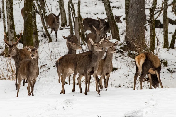 Ciervo rojo sobre fondo de nieve —  Fotos de Stock