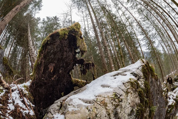 Albero sradicato nella foresta in inverno — Foto Stock