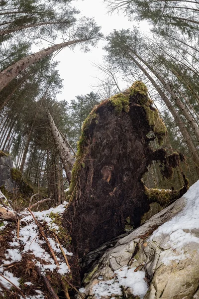 Albero sradicato nella foresta in inverno — Foto Stock