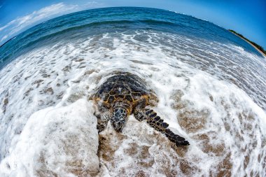 Yeşil Kaplumbağa Hawaii sahilinde gelen