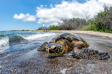 Yeşil Kaplumbağa Hawaii sahilinde gelen