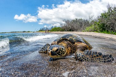 Green Turtle arriving at shore in Hawaii clipart