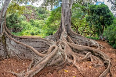 Hawaii içinde tropikal yağmur ormanları 