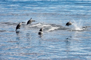 Bayağı yunus okyanusun dışında atlama