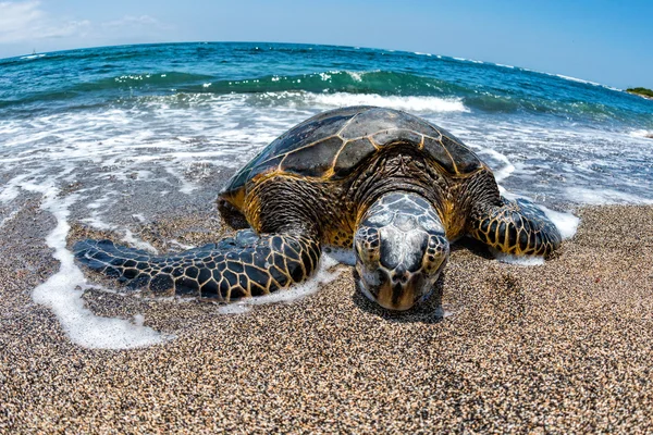 アオウミガメ ハワイの浜辺に到着 — ストック写真