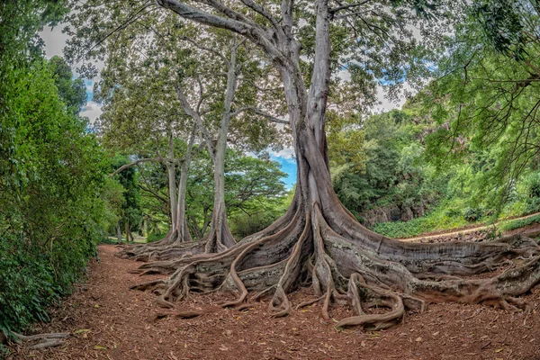 Inside tropisk regnskog i Hawaii — Stockfoto