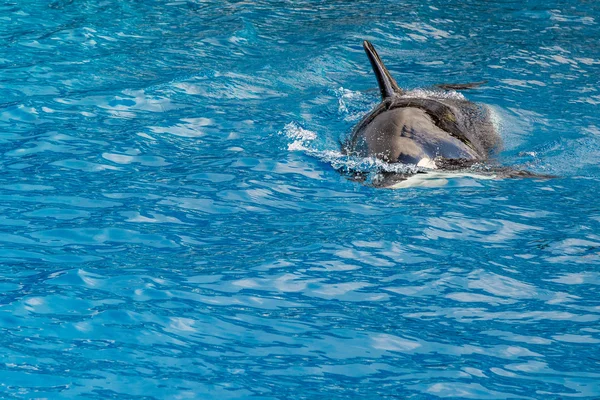 Killer whale orca while swimming — Stock Photo, Image