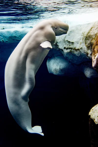 Beluga whale white dolphin portrait — Stock Photo, Image