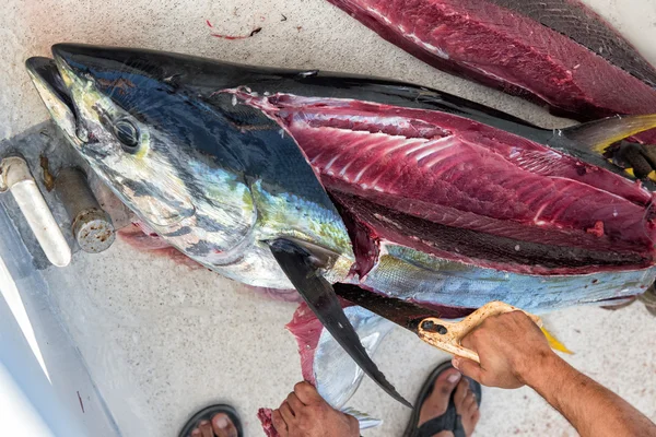 Hands cutting tuna just caught — Stock Photo, Image