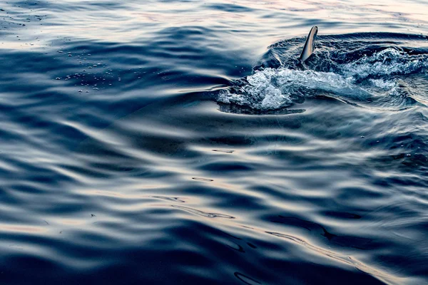 Grand requin blanc prêt à attaquer — Photo