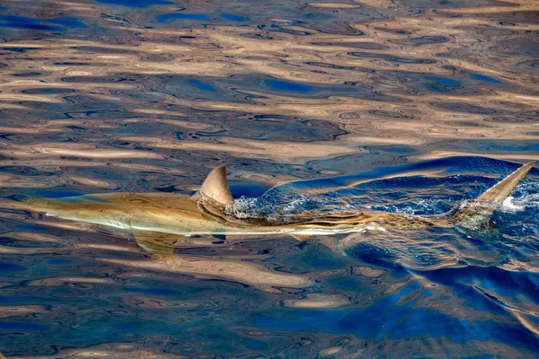 Great White shark ready to attack — Stock Photo, Image