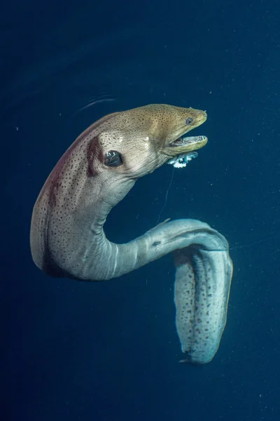 Retrato de anguila mooray en maldivas —  Fotos de Stock
