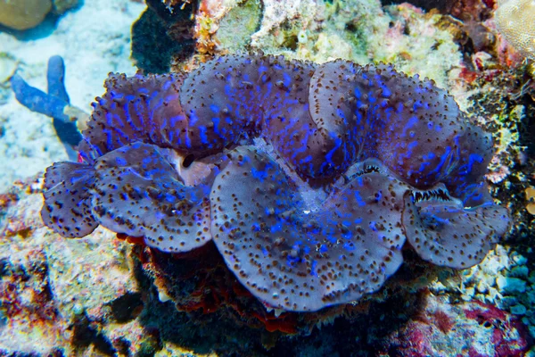 Amêijoa Tridacna gigante de cor azul em maldivas — Fotografia de Stock