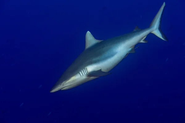 Tiburón gris listo para atacar bajo el agua — Foto de Stock