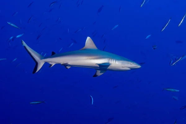 Requin gris prêt à attaquer sous l'eau — Photo