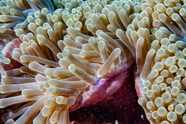 Pink purple anemone tentacles close up — Stock Photo, Image