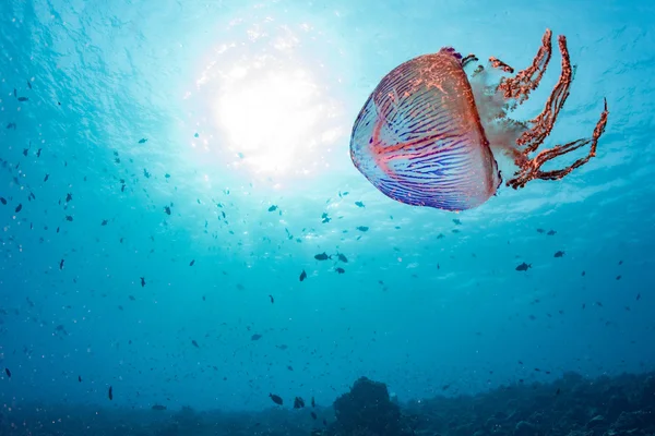 Jellyfish back light underwater close up — Stock Photo, Image