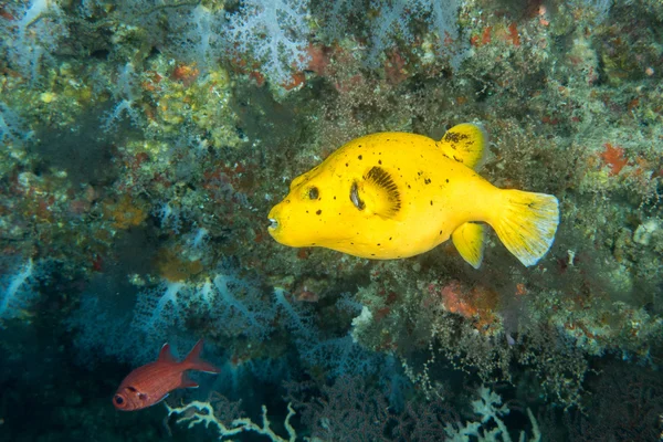 Pesce palla giallo immersioni indonesia — Foto Stock