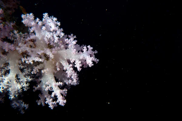 薄冰软珊瑚中的黑色背景 — 图库照片