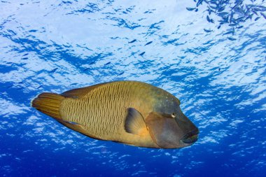 Napoleon balık suyun altında Maldivler