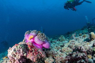 Palyaço balık pembe mor anemone içinde 