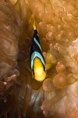 Palyaço balık kırmızı anemone Maldivler içinde