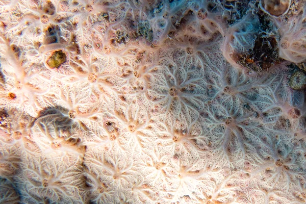 Hard coral macro on night dive light — Stock Photo, Image