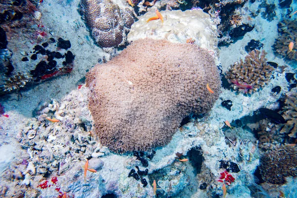 Éjszakai merülés könnyű a kemény korall makró — Stock Fotó