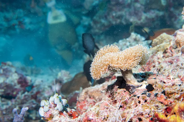 Mergulho em recifes coloridos subaquáticos — Fotografia de Stock