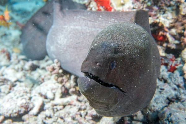 在马尔代夫的鳗鱼 mooray 肖像 — 图库照片