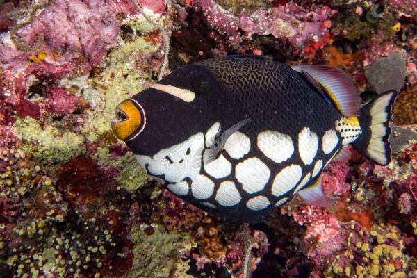 Palhaço conspicillum desencadear peixes em maldivas — Fotografia de Stock