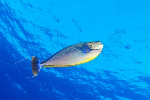 Kirurg fisk i blå — Stockfoto