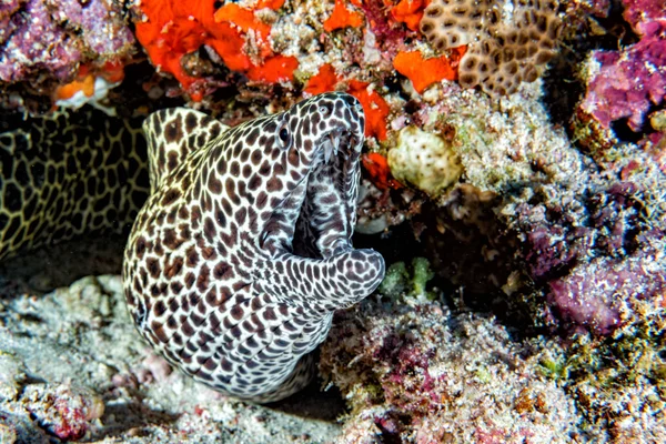 Leopard eel mooray portrait — Stock Photo, Image