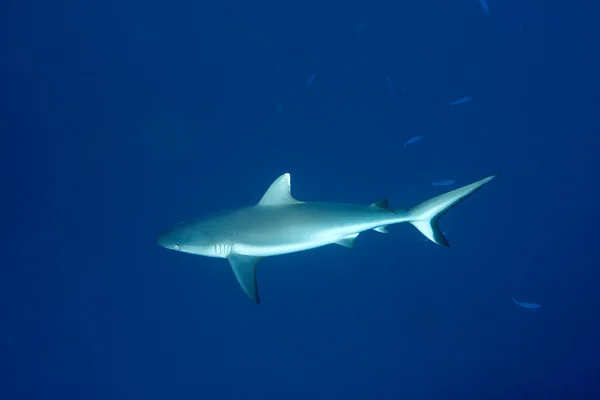 Tiburón gris listo para atacar bajo el agua — Foto de Stock