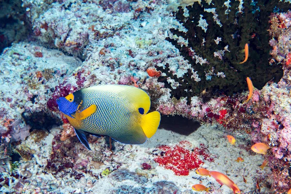 大人皇帝天使魚の肖像 — ストック写真