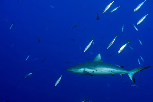 灰色の鮫の水中を攻撃する準備ができて — ストック写真